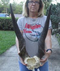 African Eland Bull (male) skull plate and horns 29 inches around curl for $95