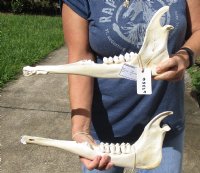 #2 African Giraffe mandible (Giraffa camelopardalis) 15 and 16 inches long (Separated, but correct matching) You are buying the mandible pictured for $65
