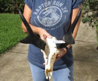 North American Pronghorn (Antilocapra americana) Skull with horns measuring 13 inches (horns do not come off) - You will receive the one pictured for $150 (missing teeth)