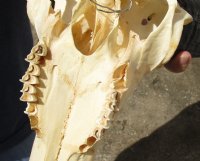 North American Pronghorn (Antilocapra americana) Skull with horns measuring 13 inches (horns do not come off) - You will receive the one pictured for $150 (missing teeth)