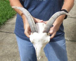 A-Grade Goat skull for sale horns 10 inches and skull 9" - You are buying the one in the photo for $125