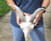 A-Grade Goat skull for sale horns 10 inches and skull 9" - You are buying the one in the photo for $115