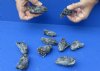 10 pc lot of North American Iguana heads cured in formaldehyde,  measuring 3 to 4 inches in length - you will receive the ones in the photo for a special discounted price of $60