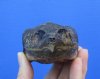 5-1/4 inches Cured Common Snapping Turtle Head, Preserved with Formaldehyde (Has an Odor) - You are buying this one for $15.00