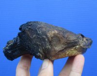 5-1/4 inches Cured Common Snapping Turtle Head, Preserved with Formaldehyde (Has an Odor) - You are buying this one for $15.00