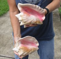2 piece pink conch shells for sale (with slits in the back) 7-1/2 inches - Review all photos. You are buying the shells pictured for $20/lot (natural imperfections - calcium, pock marks, chipped edges, broken points)