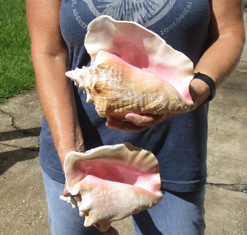 2 large pink conch shells for sale