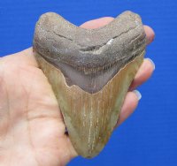 3-7/8 by 2-7/8 inches High Quality Megalodon Fossil Shark Tooth for Sale - You are buying this one $50.00