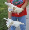2 piece lot of #2 Grade Discounted/Damaged Blesbok Skulls ONLY  - You are buying the two skulls ONLY shown for $20/lot (damage to nose, back of skull, horn cores, holes)