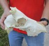 #2 Grade Discounted/Damaged Blesbok Skull ONLY measuring approximately 10 inches - You are buying the skull ONLY shown for $15 (damage to nose, back of skull, horn cores, holes)