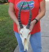 C-Grade Discounted/Damaged female Blesbok Skull with 11 inch Horns and skull measuring approximately 10 inches - You are buying the skull and horns shown for $45 (damage to nose and sides of skull, eye sockets and hole)
