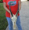 C-Grade Discounted/Damaged female Blesbok Skull with 11 inch Horns and skull measuring approximately 10 inches - You are buying the skull and horns shown for $45 (damage to nose, back and sides; holes)