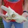 C-Grade Discounted/Damaged Blesbok Skull ONLY measuring approximately 10 inches - You are buying the skull ONLY shown for $15 (damage to nose, back of skull, horn cores, holes)