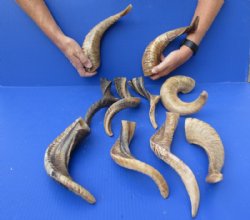 10 piece lot of Ram Horns, Sheep Horns 12 to 15 inches around the curl for $85