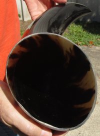 23 inches polished Indian water buffalo horn with wide base opening for sale - $32