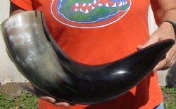 24 inches polished Indian water buffalo horn with wide base opening for sale - $37
