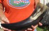 20 inches polished Indian water buffalo horn with wide base opening for sale - You are buying the one pictured for $37 (may have some small, minor unfinished/rough areas- has cracks)