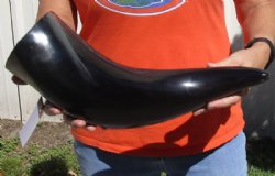 20 inches polished Indian water buffalo horn with wide base opening for sale - $37 