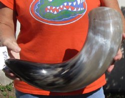 24 inches polished Indian water buffalo horn with wide base opening for sale - $37 