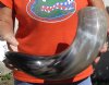 24 inches polished Indian water buffalo horn with wide base opening for sale - You are buying the one pictured for $37 (may have some small, minor unfinished/rough areas)