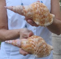Buy this 2 piece lot of Caribbean Triton Trumpet seashells measuring approximately 7 inches for $34.00/lot