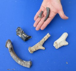 6 piece lot of fossil antler pieces measuring approximately 1-1/2 to 6 inches in size - $40
