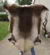 55 inches by 50 inches Finland Reindeer Hide, Skin, farm raised - You are buying this one for $155