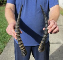 2 piece lot of male Blesbok horns, 13 and 14 inches for $24/lot