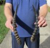 2 piece lot of male Blesbok horns, 13 and 14 inches. You are buying the 2 horns shown for $24/lot