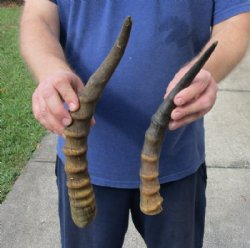 2 piece lot of male Blesbok horns, 13 and 14 inches for $24/lot 
