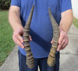 2 piece lot of male Blesbok horns, 12 - 13-1/4 inches for $24/lot