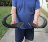 2 piece lot of blue wildebeest horns, 15-1/2 and 18 inches measured around curve - you are buying the horns pictured for $25/lot  
