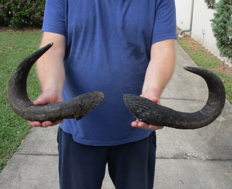 2 piece lot of blue wildebeest horns