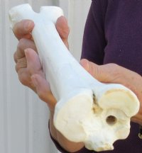 Camel leg bone for sale 16 inches for $22