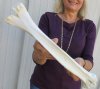 Grade # 2 Real Camel leg Bone from India, measuring approximately 15 inches long - These are damaged / discounted bones - review all photos. You are buying the camel leg bones pictured for $12