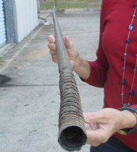 Gemsbok horn for making shofars 34  inches for $26