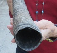 Gemsbok horn for making shofars 35 inches for $26