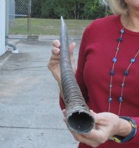 Gemsbok horn for making shofars 34  inches for $26
