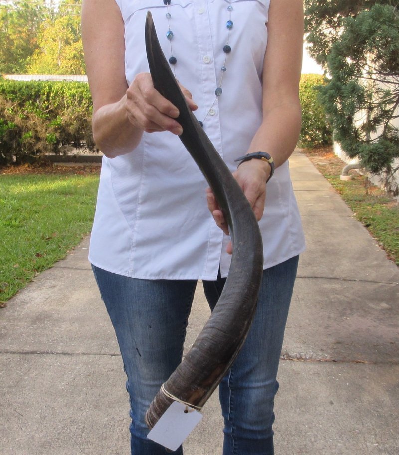 Polished Kudu horn for sale measuring 28 inches