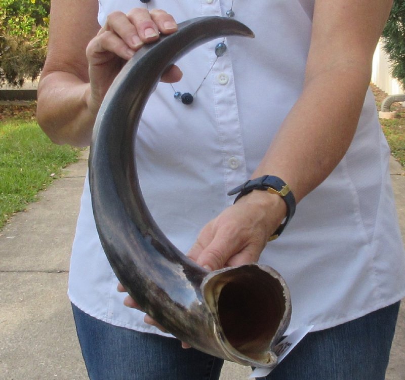 Polished Kudu horn for sale measuring 28 inches