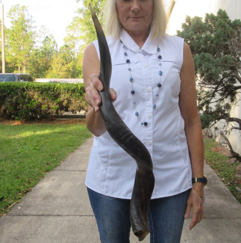 Polished Kudu horn for sale measuring 28 inches