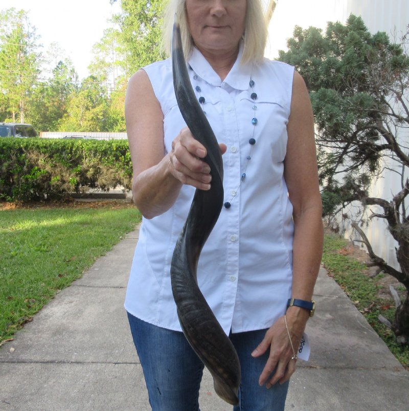 Polished Kudu horn for sale measuring 28 inches