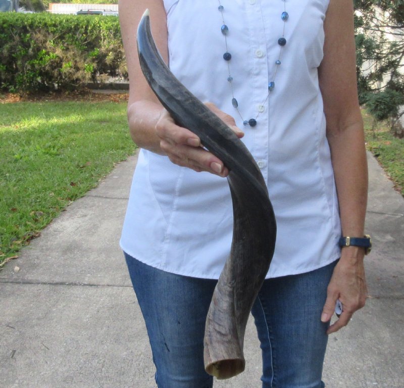 Polished Kudu horn for sale measuring 25 inches