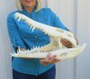 16 inches Real Nile Crocodile Skull for Sale from a 9 foot Croc - You are buying this one for $550.00 (CITES #263852) (Shipped UPS Adult Signature Required)