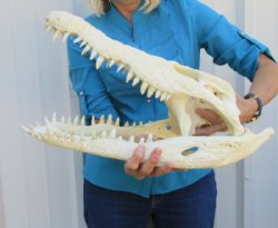 <font color=red>REDUCED PRICE - SALE!</font> 19 inches Authentic Nile Crocodile Skull for Sale for $625.00 (CITES #263852) (Shipped UPS Adult Signature Required)