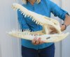 19  inches Authentic Nile Crocodile Skull for Sale - You are buying this one for $975.00 (CITIES #263852) (Shipped UPS Adult Signature Required)
