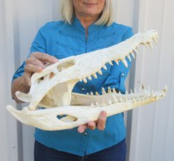 <font color=red>REDUCED PRICE - SALE! </font>16-1/2  inches Authentic Nile Crocodile Skull for Sale for $375.00 (CITES #263852) (Shipped UPS Signature Required)