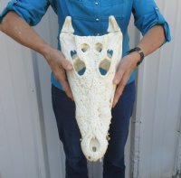 <font color=red>REDUCED PRICE - SALE! </font>16-1/2  inches Authentic Nile Crocodile Skull for Sale for $375.00 (CITES #263852) (Shipped UPS Signature Required)