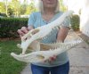 18 inches Authentic Nile Crocodile Skull for Sale - You are buying this one for $700..00 (CITIES #263852) (Shipped UPS Adult Signature Required)