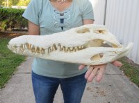 19 inches Authentic Nile Crocodile Skull for Sale - You are buying this one for $975..00 (CITIES #263852) (Shipped UPS Adult Signature Required)